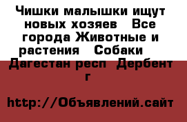   Чишки-малышки ищут новых хозяев - Все города Животные и растения » Собаки   . Дагестан респ.,Дербент г.